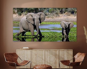 Elephants in the water - Africa wildlife by W. Woyke