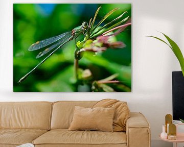 Libelle waterjuffer by Jurgen den Uijl