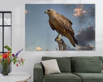 Arendbuizerd loert op prooi vanaf hoge tak van Robert Jan Smit