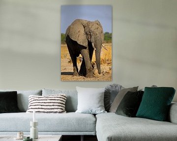 Elefant - Afrika wildlife von W. Woyke