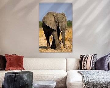 Elephant - Africa wildlife by W. Woyke