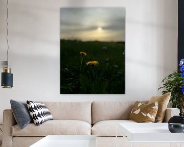 Dandelion by Webdesign