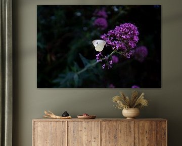 Contrasts in nature