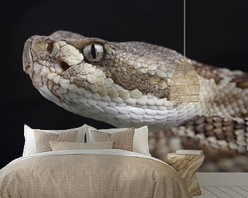 Prairieratelslang (Crotalus viridis)