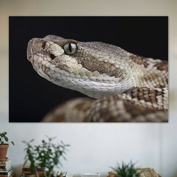 Great Plains Rattlesnake (Crotalus viridis)