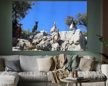 Wild goats at Vallon by Patrick van beek76