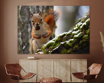 A red squirrel in the trap by Claude Laprise