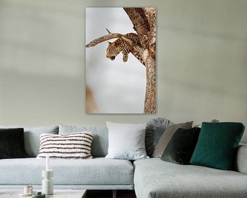 Leopard beim Ausruhen in einem Baum im Okavango-Delta, Botswana von Geke Woudstra