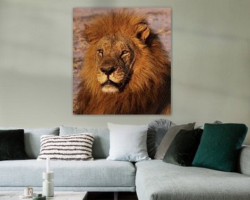 The lion - Africa wildlife van W. Woyke