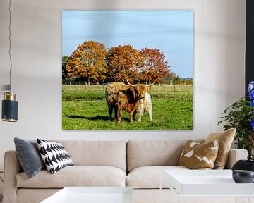 Schotse hooglander van Focavie fotografie