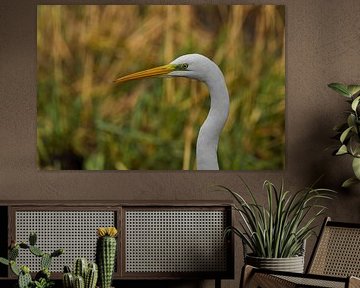 Grote zilverreiger portret