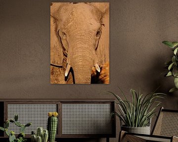 Elefant - Afrika wildlife von W. Woyke