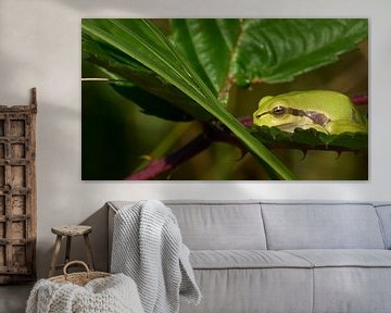 Der Laubfrosch rastet zu spät ein von Geert Perdaens