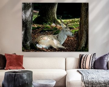 Mesopotamian fallow deer with antlers lying in the forest by ManfredFotos