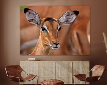 Impala - Africa wildlife sur W. Woyke