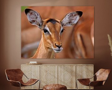 Impala - Africa wildlife van WiWo