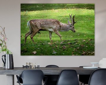 Mesopotamian fallow deer with antlers by ManfredFotos