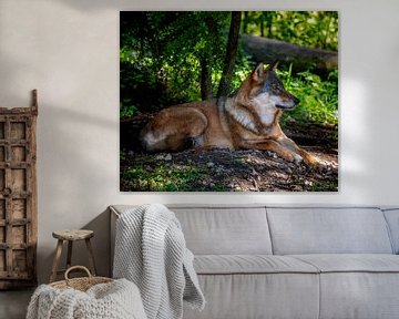 Close-up van een Eruopische wolf in het bos van ManfredFotos