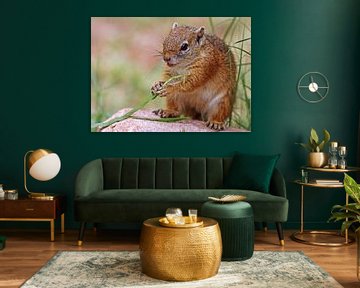 Squirrel - Africa wildlife by W. Woyke