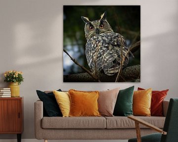 Hibou, regard magique avec des yeux rouges sur Bert Huisman