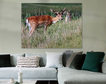 Deer Couple ( Col. 2015 ) van Jan van Bruggen