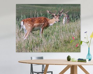 Deer Couple ( Col. 2015 ) van Jan van Bruggen