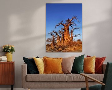 Baobabs at Kubu Island, Botswana van W. Woyke