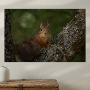 Eichhörnchen im Baum