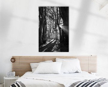 Buchen, Lede, Belgien Monochrom