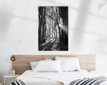 Beech Trees, Lede, Belgium Monochrome by Imladris Images