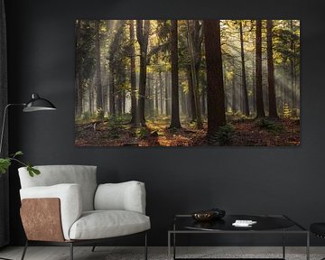 Forestry Veenhuizen in Drenthe in autumn by Marga Vroom