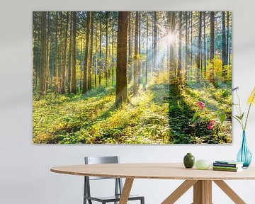 Forest with sunshine between the trees