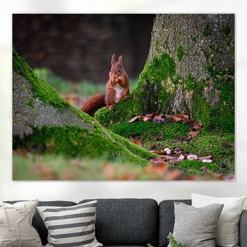 Écureuil dans la forêt