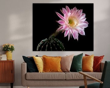 Cactus in bloei van Nannie van der Wal