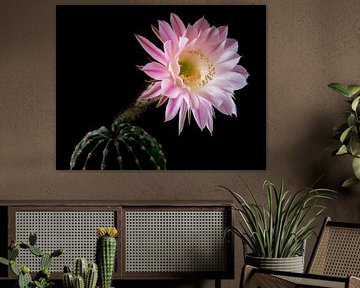 Cactus in bloei van Nannie van der Wal
