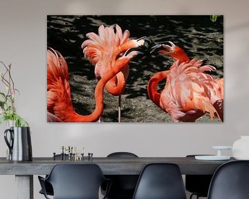 Ruziënde Cubaanse Flamingo's van Ger Bosma