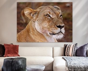 Lioness - Africa wildlife van W. Woyke
