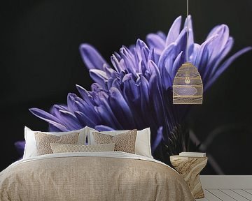 Purple flower by honey_m_i_l_k_photo