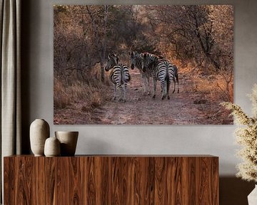 Zebra's in the last evening light by Willemke de Bruin