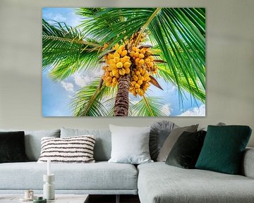 Coconuts in palm tree