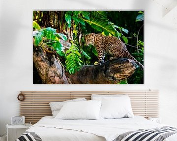 Leopard in the tree by JW Does