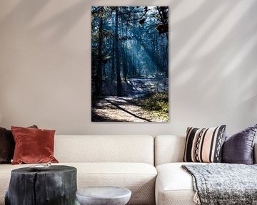 Verträumter Wald