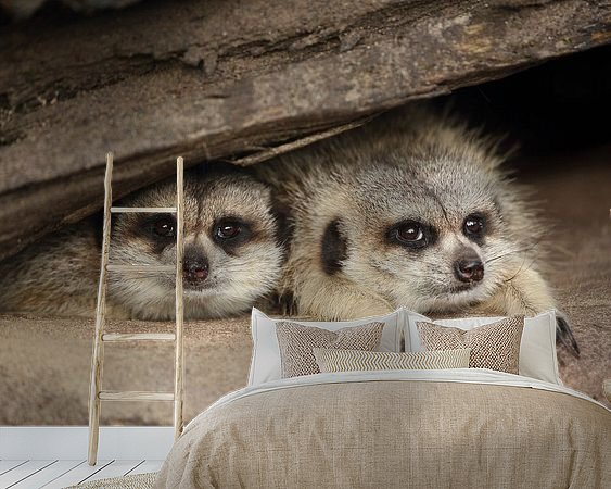 Aperçu de la chambre