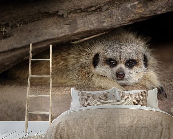Aperçu de la chambre