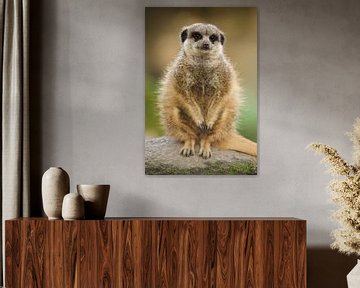 Stokstaartje (Suricata suricatta) van Ronald Pol