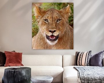 Young lion - Africa wildlife van W. Woyke