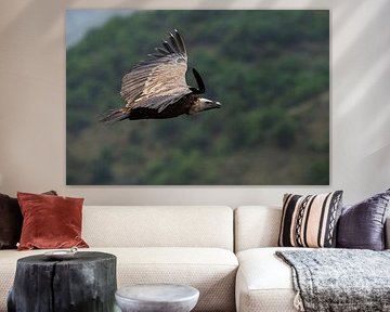 Griffon Vulture by JA Art Photography