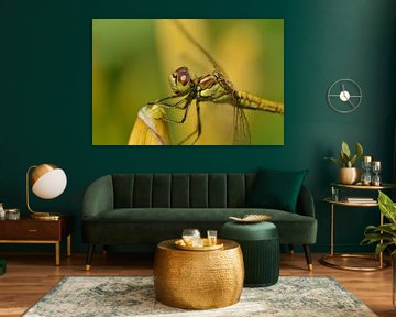 Dragonfly full in color by Gerben van den Hazel