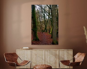 Door een Beukenbos net na de herfst