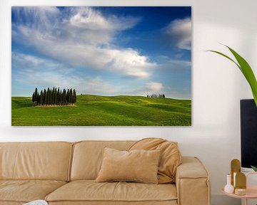 Groep cipressen in een glooiend landschap in Toscane van iPics Photography